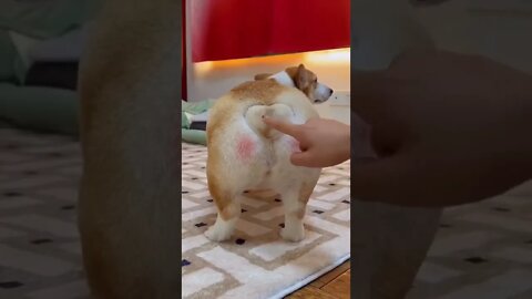 Cachorro de rabo engraçado 🤣🥰😂😍