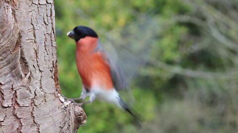 The beautiful bird 🥰🥺