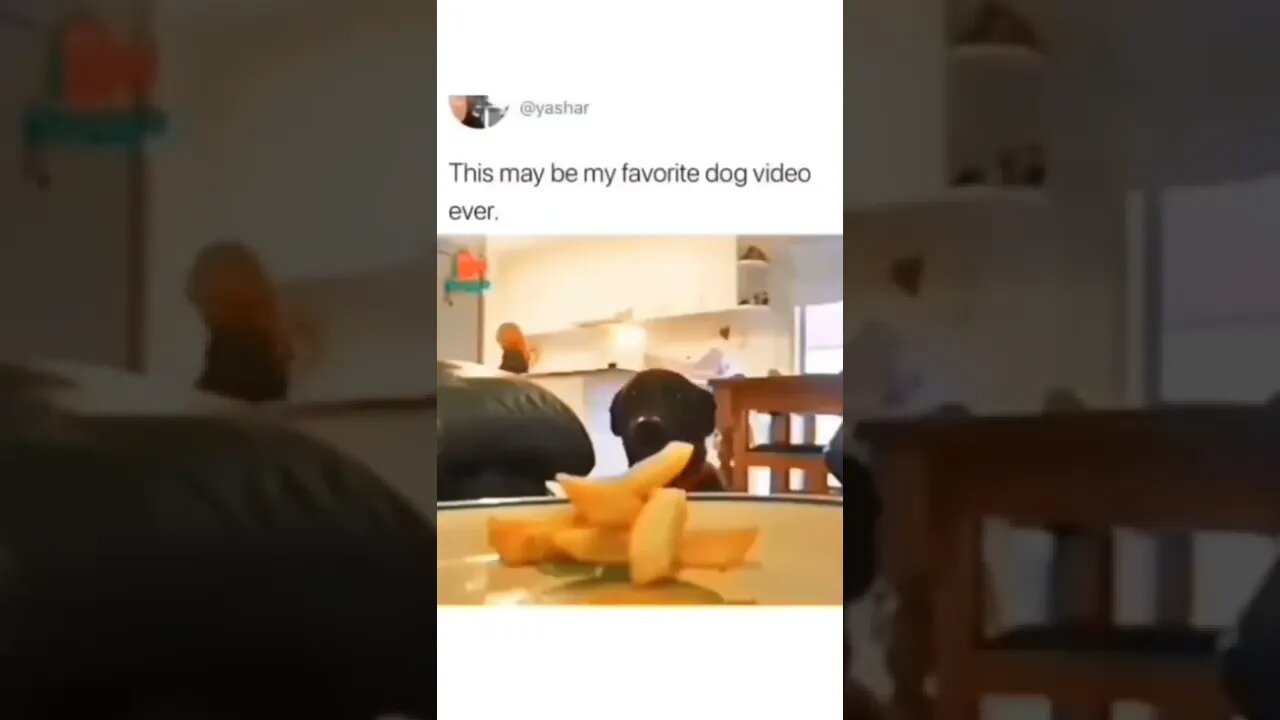 ninja dog
