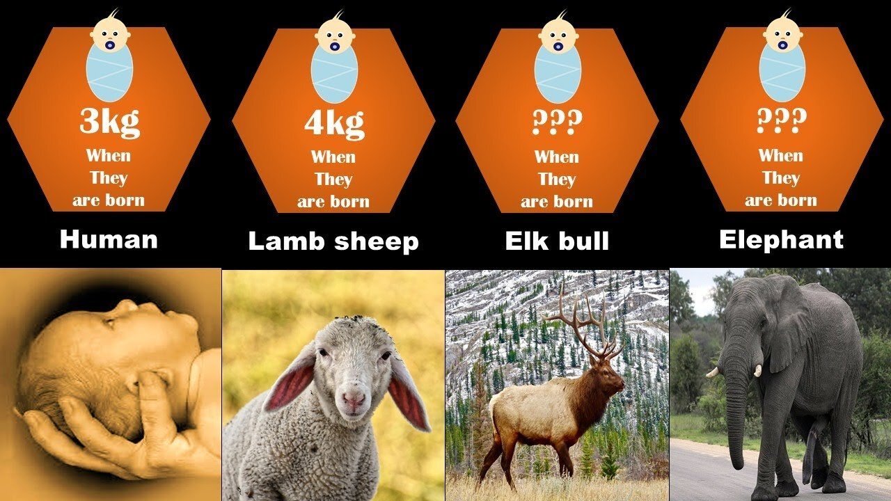 Animals new born weight | when they are born | comparison smallest biggest animal babies & human