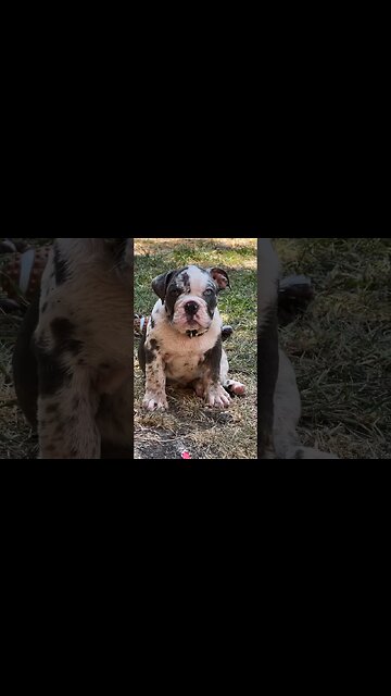 Top 5 most dangerous animals