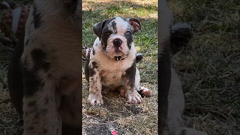 Top 5 most dangerous animals