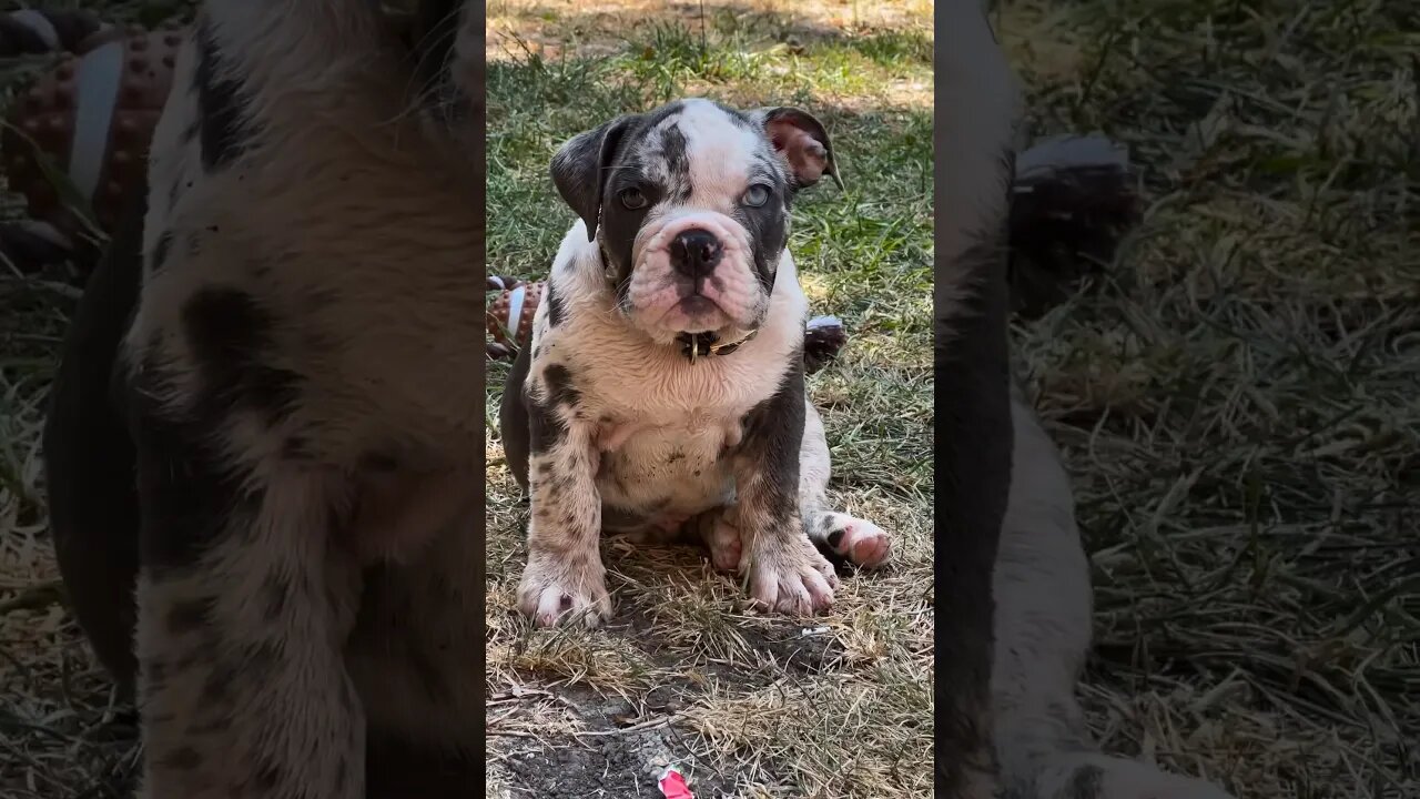 Top 5 most dangerous animals