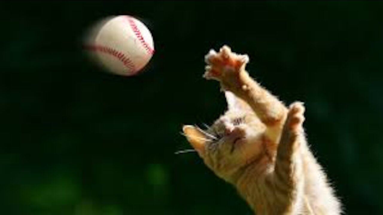 Cat Catching a Ball (Ultimate Talent) - Don't Miss the Fun