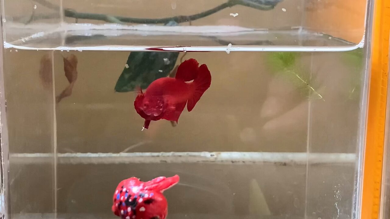 I love Super Red HMPK Betta