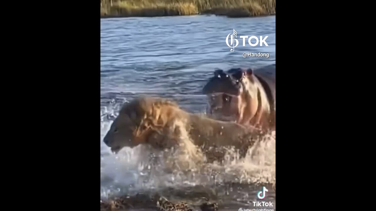 KING OF THE JUNGLE🌊🦁🦛VS KING OF THE RIVER💦🦛🌊💫