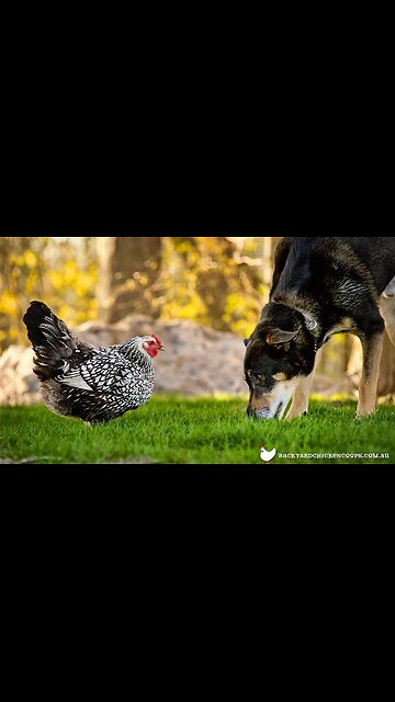 Dog and chiken funny video