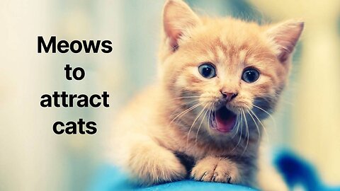 Sounds that attract cats - Meow to make cats come to you