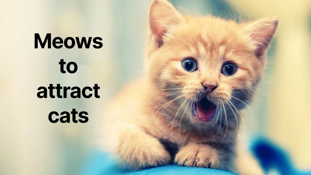 Sounds that attract cats - Meow to make cats come to you