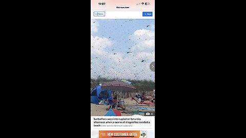 Dragonfly Apocalypse, Rhode island beach