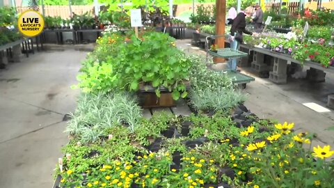 Memorial Day Weekend is the start of planting season - Part 2
