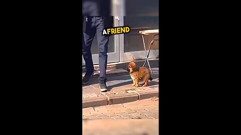 Stray puppy looks for love on the street ❤️