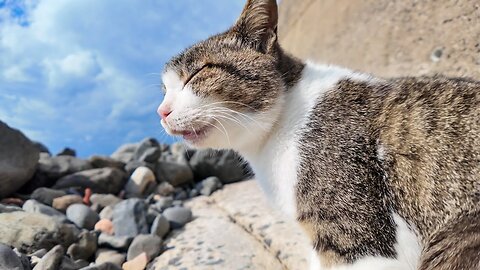 Cats on the beach are arguing