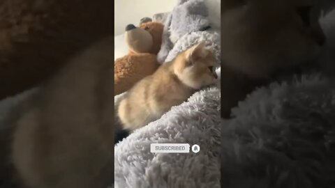 funny cat videos | cute cat videos| cute animals funny cats #shorts #shortsfunny #cutecat #funnycat