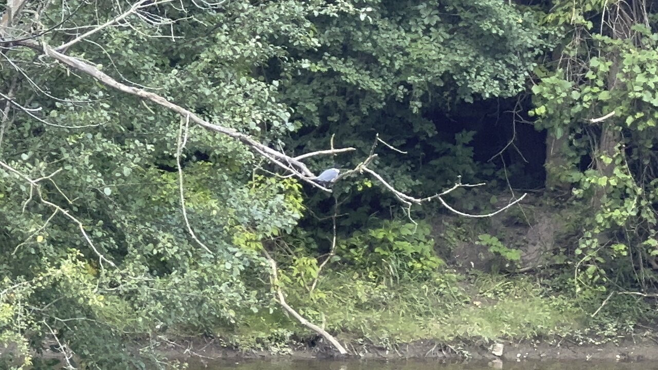 Chronicles of a struggling kingfisher 3