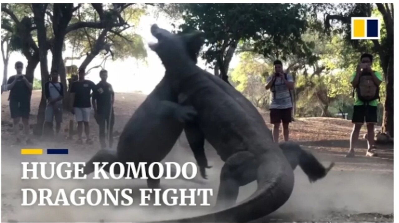 Two huge Komodo dragons fight on Indonesian island