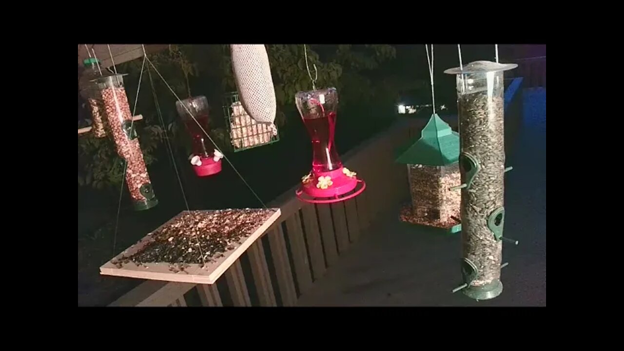 Live Sept 7 2021 Bird Feeder in Asheville NC. In the mountains.