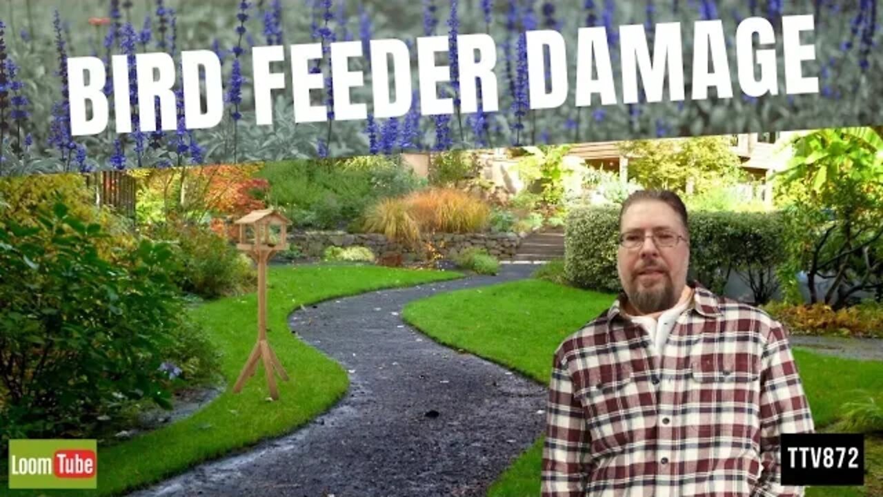 BIRD FEEDER DAMAGE - 051220 TTV872