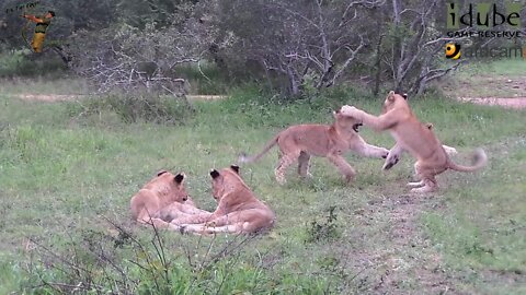 Daughters Of The Mapogo Lions - Rebuilding The Othawa Pride - 31: Playing Whilst Dads Watch