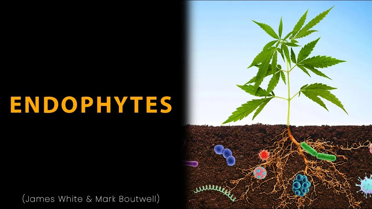 Endophytes: The Amazing Microorganisms That Live Inside Plants - James White