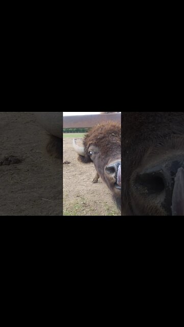 #shorts Bison Poops When I Say Hi