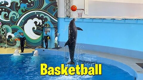 Dolphin sinks a layup playing basketball