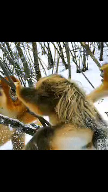 DEMOCRATIC PARTY IN FIGHTING