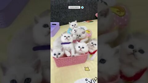 funny cat videos | cute cat videos| cute animals funny cats #shorts #shortsfunny #cutecat #funnycat