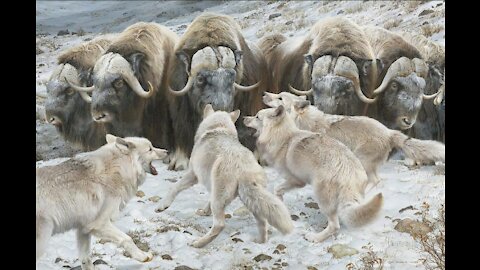 MUSKOXEN, YAKS & DOG SOLDIERS