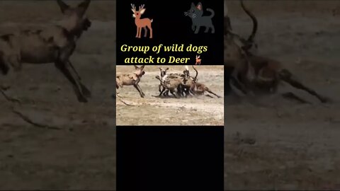 group of wild dogs attack to Deer 2022🦌#shorts #youtubeshorts