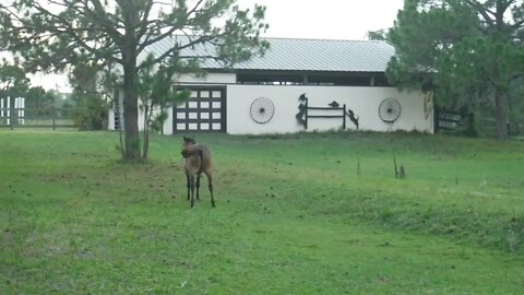 I Want To Be In The Calvary If They Send Me Off To War