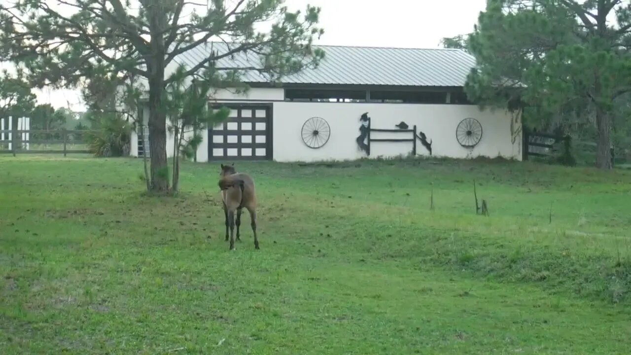 I Want To Be In The Calvary If They Send Me Off To War