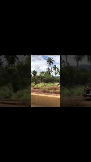 Coco Palms, Wailua, RENOVATIONS Kaua’i April 22, 2022 #ELVISBLUEHAWAII