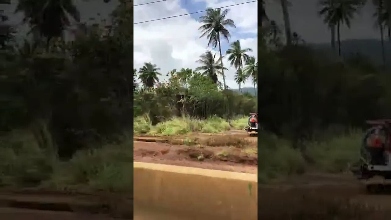 Coco Palms, Wailua, RENOVATIONS Kaua’i April 22, 2022 #ELVISBLUEHAWAII