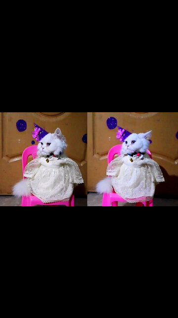 Jingle bell jingle bell around the cat. Stunning new year eve look