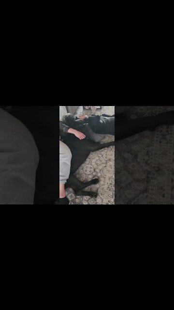 Bear Cuddles! #shorts #viral #funnydogs