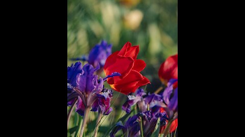 Endless carpets of tulips and irises of every possible shade