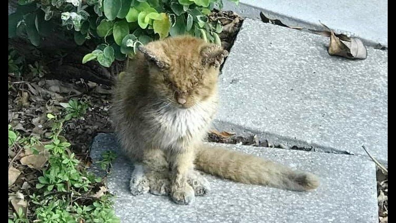 He didn't see anything, but just sat in an empty courtyard and begged for help