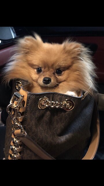 Yuki the Howling Pomeranian