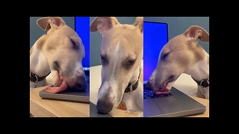 FUNNY99TEAM | My DOG LOVES Licking My Laptop | FUNNY ANIMALS