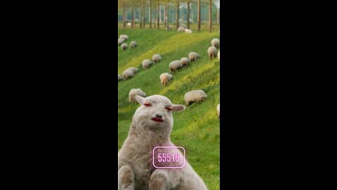 Sheep singing “55515”