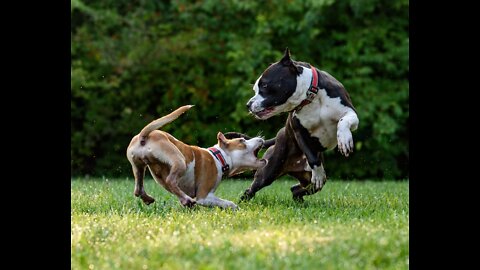 Fighting Dogs