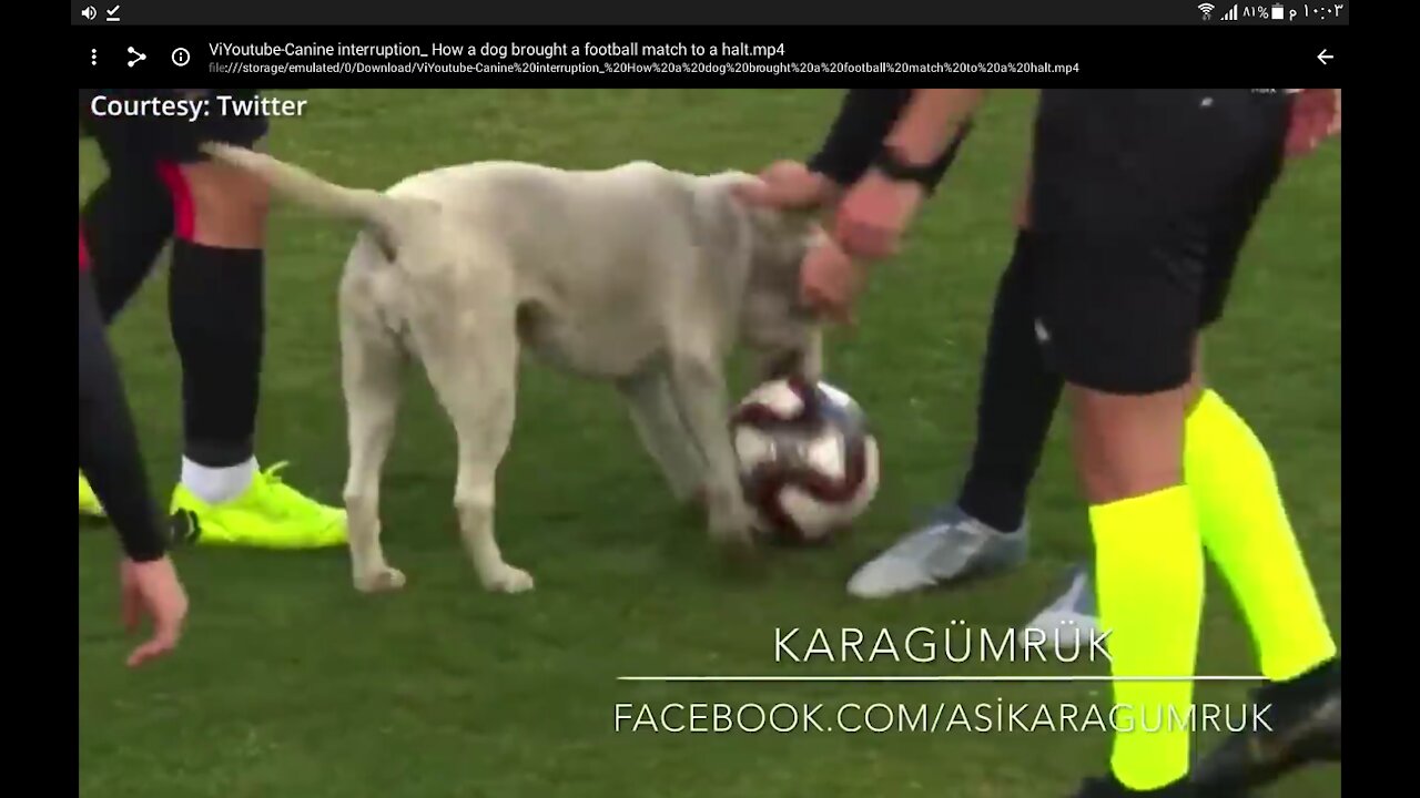 Dog stop the match