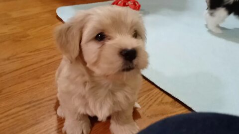 k Litter - Yesterday & Today(2)