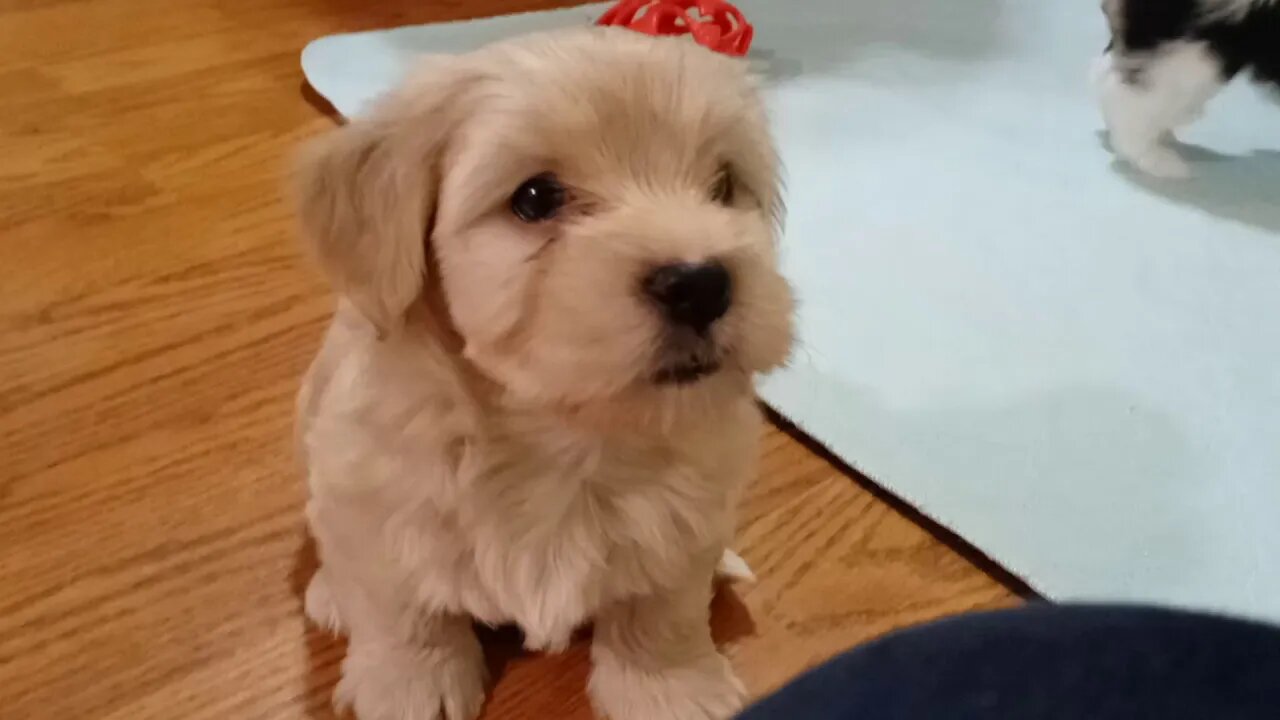 k Litter - Yesterday & Today(2)