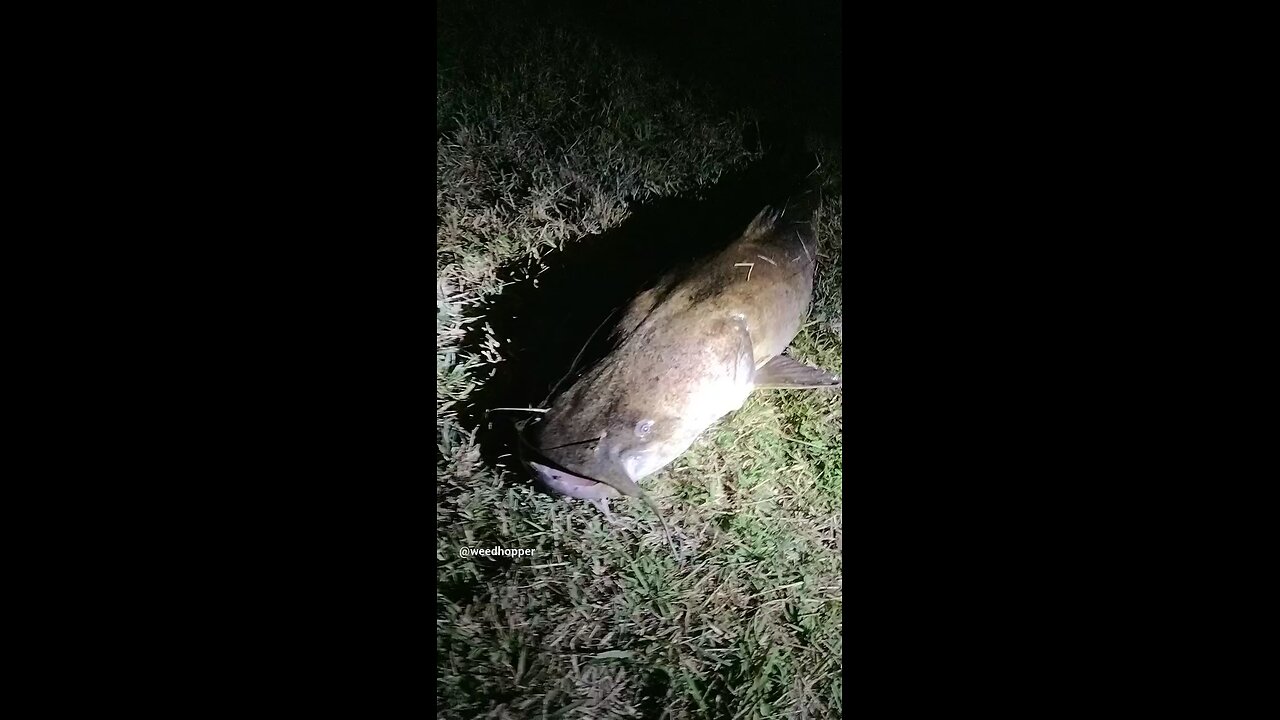 Flathead catfish in Oklahoma