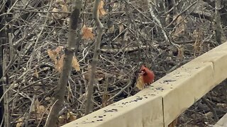 James Gardens Toronto Cardinals 2