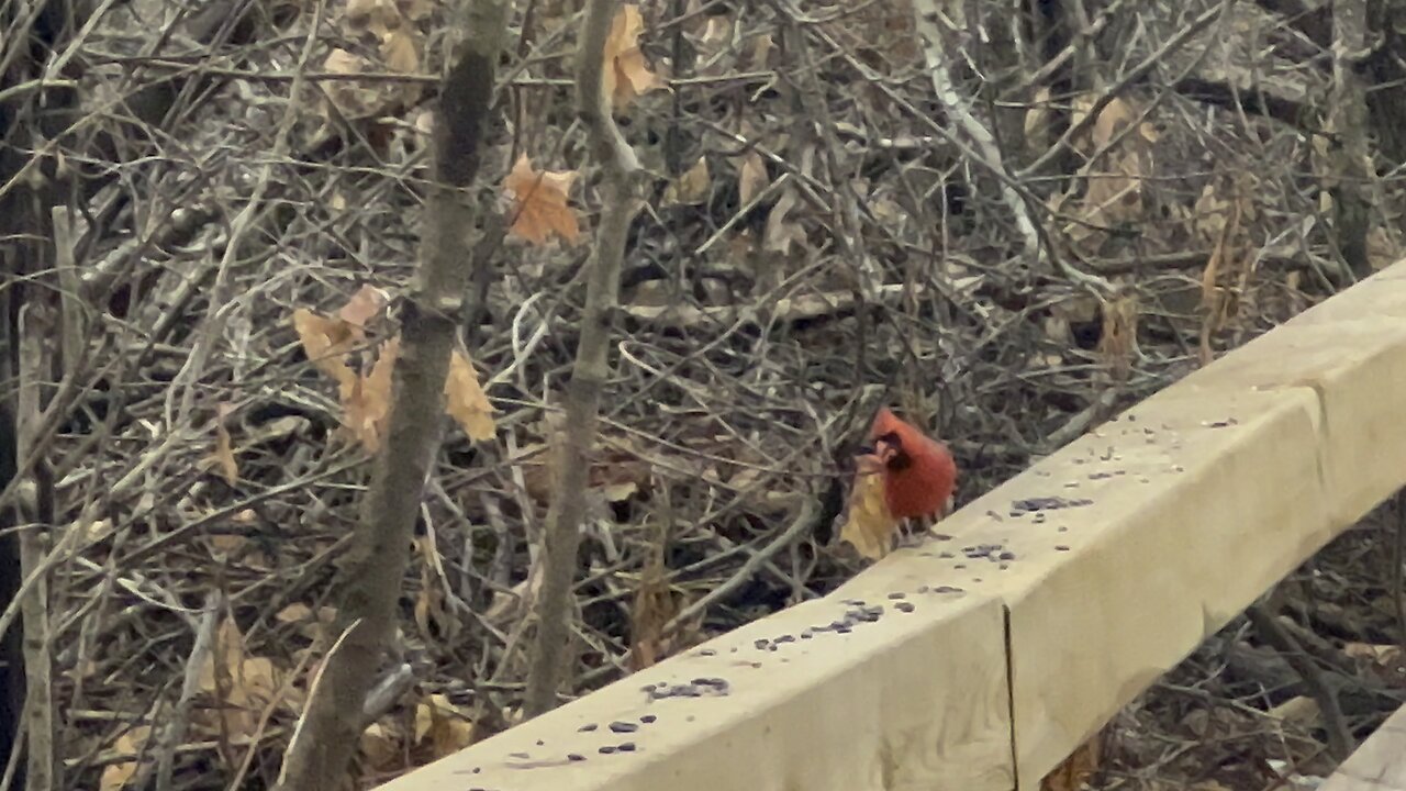 James Gardens Toronto Cardinals 2