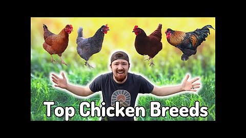 Best CHICKEN Breeds To START Your Flock With!