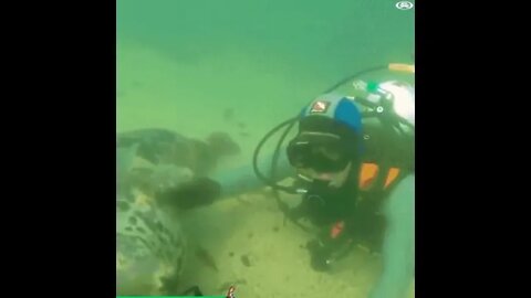 Seal interacting with a diver